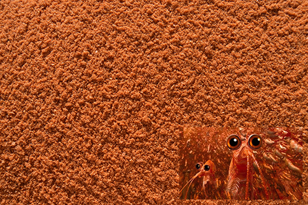 Antartic Krill   Per 5 kg  35 &euro;