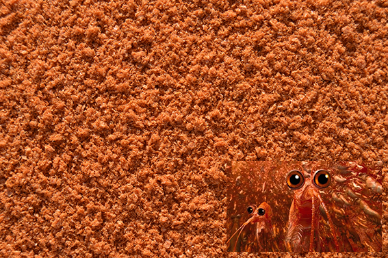 Antartic Krill   Per 5 kg  35 €
