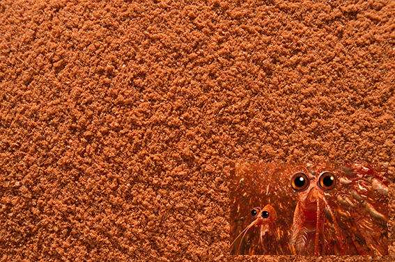 Antartic Krill   Per 5 kg  35 €